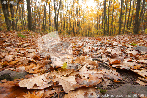 Image of Forest