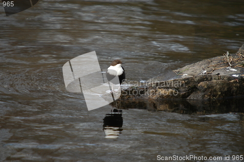 Image of White-throated Dipper_Norway's national bird (Cinclus cincluser) 24.03.2005