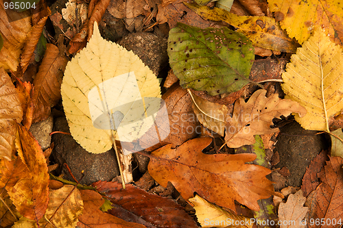 Image of Leaves
