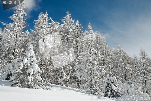 Image of Winter forest