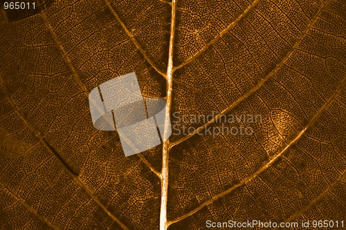 Image of Leaf background