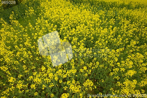 Image of Rapeseed