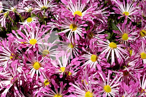 Image of Flowers 11