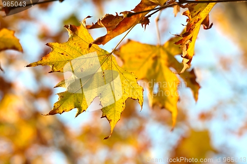 Image of Leaf