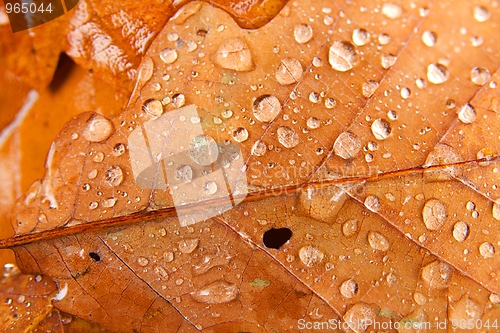 Image of Leaves