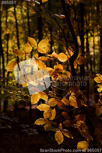 Image of Leaves