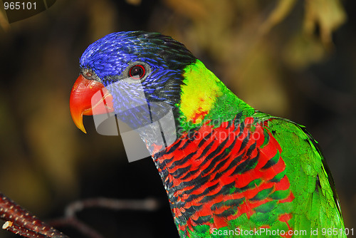 Image of Rainbow Lorikeet