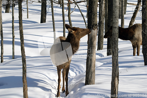 Image of Elk