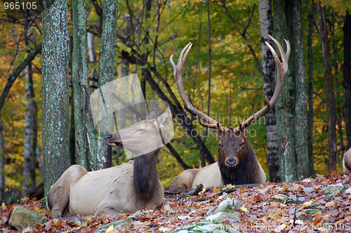 Image of Elk