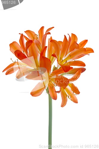 Image of Orange lilys