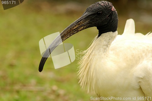 Image of white ibis