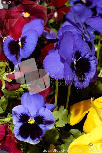 Image of Flowers 27