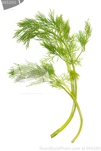 Image of Green dill