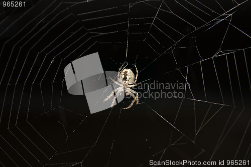 Image of Spider on a web