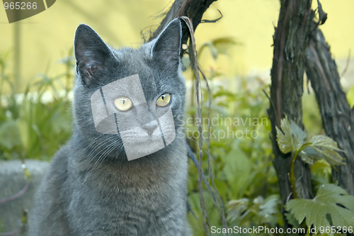 Image of Gray cat outdoors