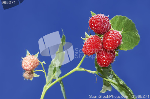 Image of Branch with ripe raspberry berries