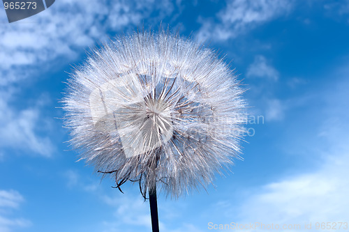 Image of Dandelion on blue sky background