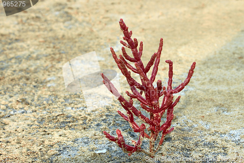 Image of Salsola