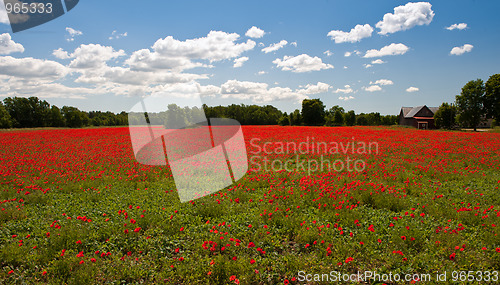 Image of Poppy field