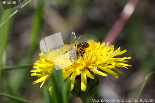 Image of Dandelion 