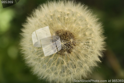 Image of Dandelion