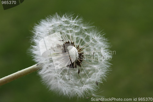 Image of Dandelion