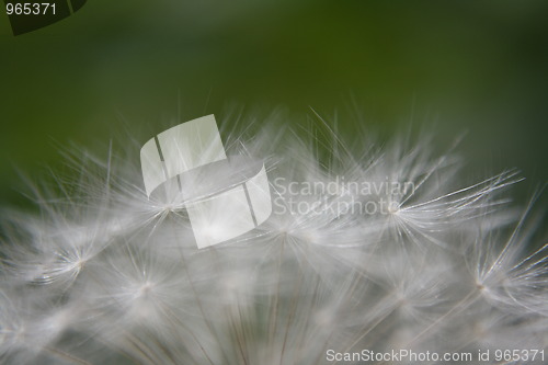 Image of Dandelion