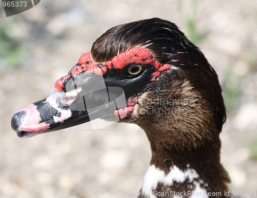 Image of Duck life
