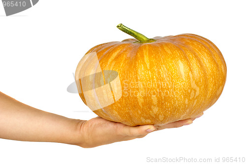 Image of Hand holding orange pumpkin