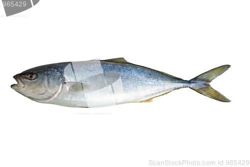 Image of Single tuna fish
