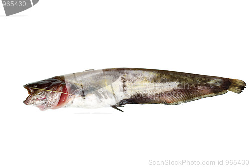 Image of Fresh sheatfish 