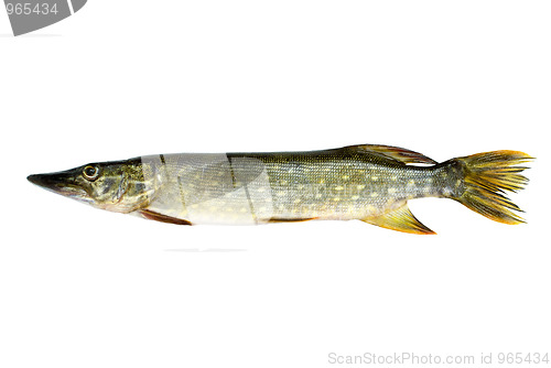 Image of Fresh pike fish