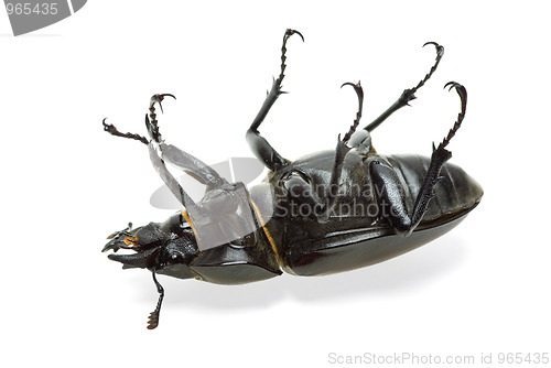 Image of Dead beetle