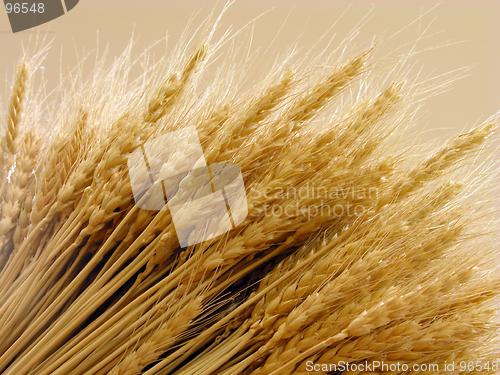 Image of Wheat