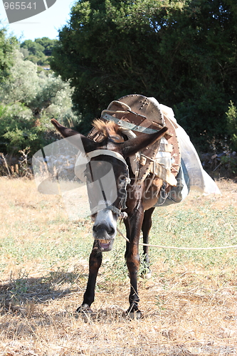 Image of Close up of donkey