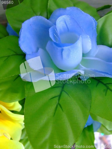 Image of Blue and yellow flower