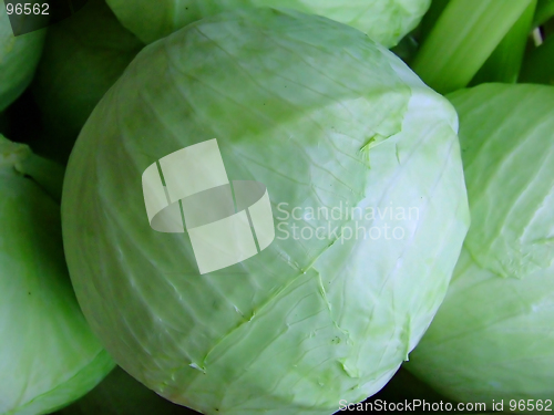 Image of Cabbage