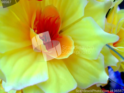 Image of Close up of yellow flower