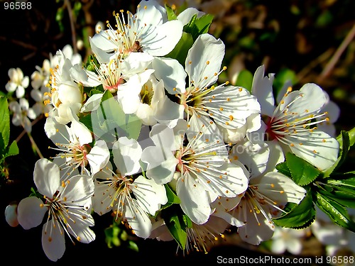 Image of White flower