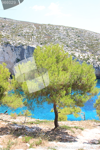 Image of Pine tree on the beach 