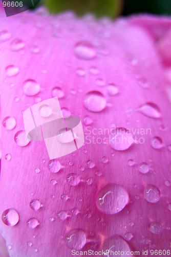 Image of Peony and Water Drops