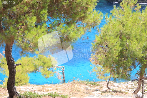 Image of Pine tree on the beach 