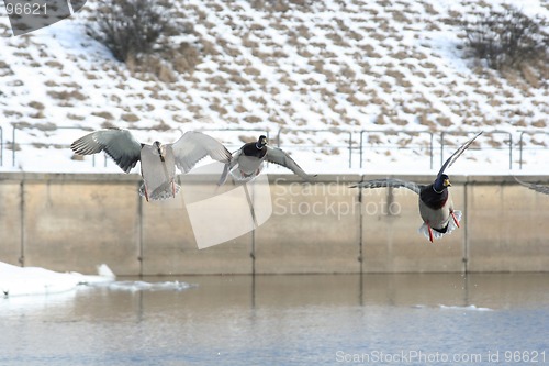 Image of Ducks in Flight