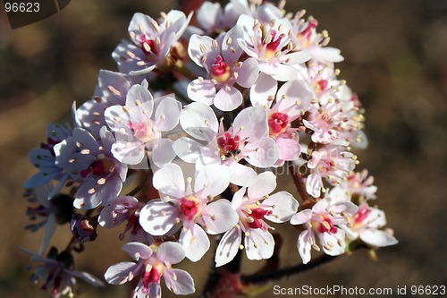 Image of Flower