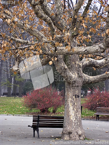 Image of Bench and Tree