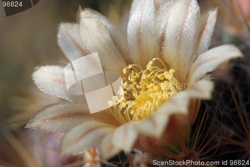 Image of Cactus in Bloom