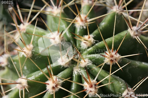 Image of Cactus