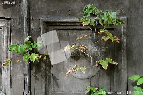 Image of Withering Plant Against Shabby Door Background