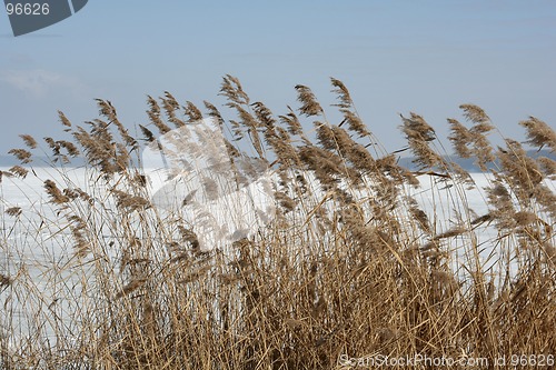 Image of Plants