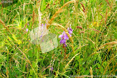 Image of wild flower